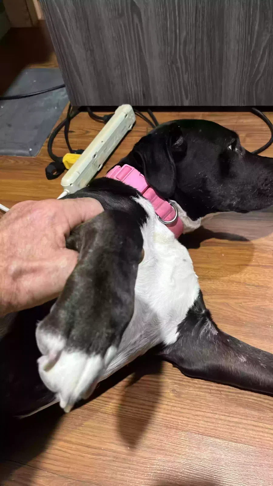 Cherry, pit bull Dog for adoption in Denison, TX, 75020