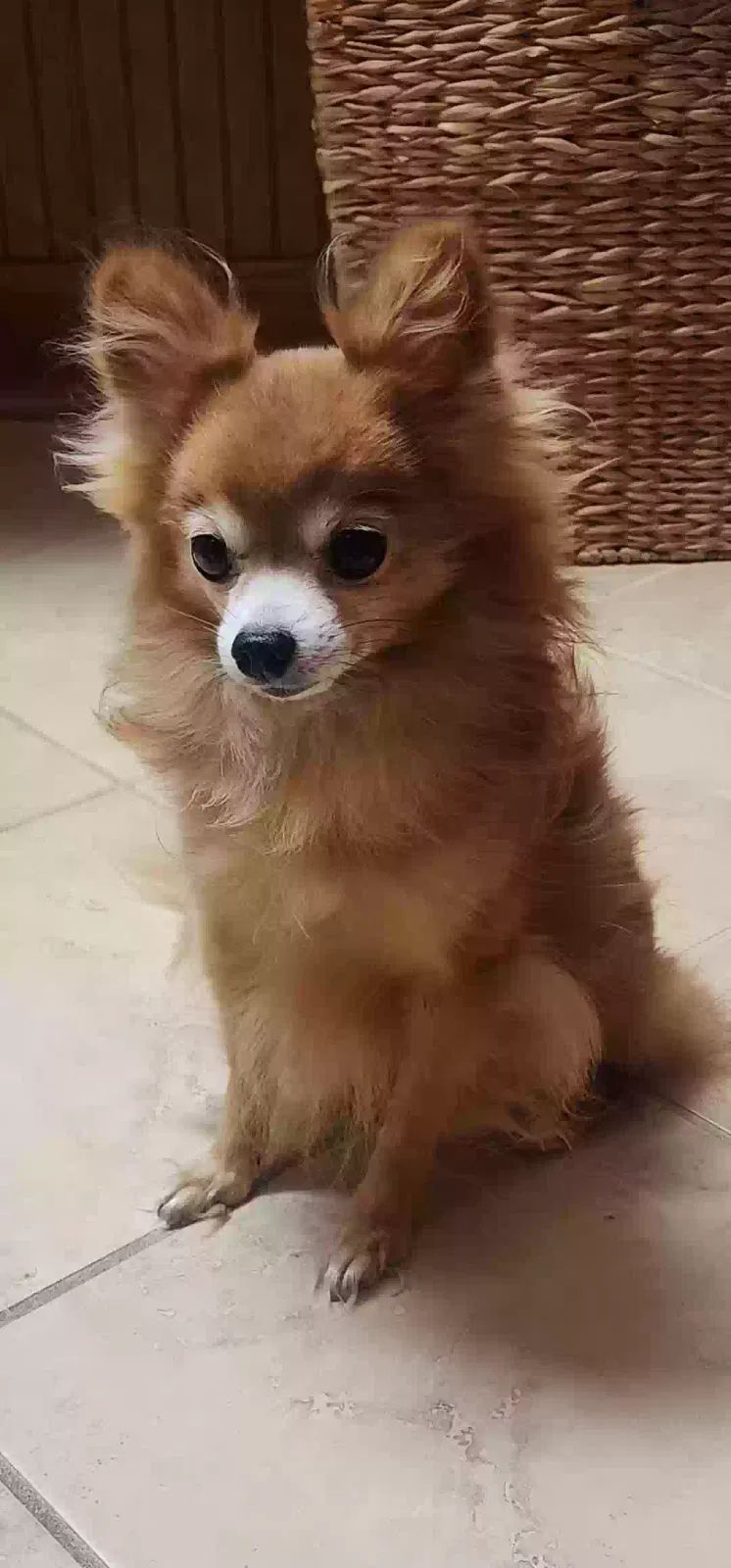 Dog, Pomchi Dog for adoption in Canton, OH, 44708