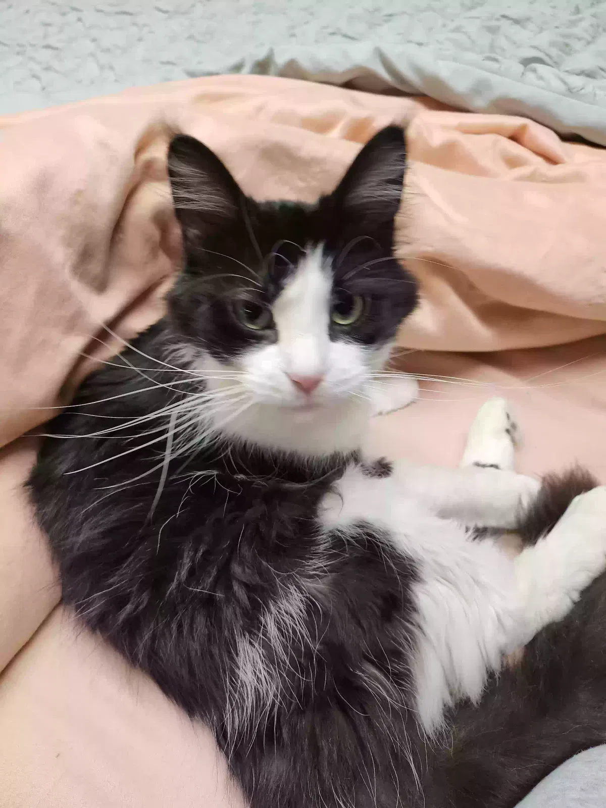 Cat, Unknown Cat for adoption in Holt, MI, 48842
