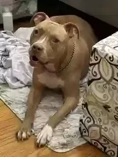 Isys, Pit bull Dog for adoption in Burlington, NC, 27215