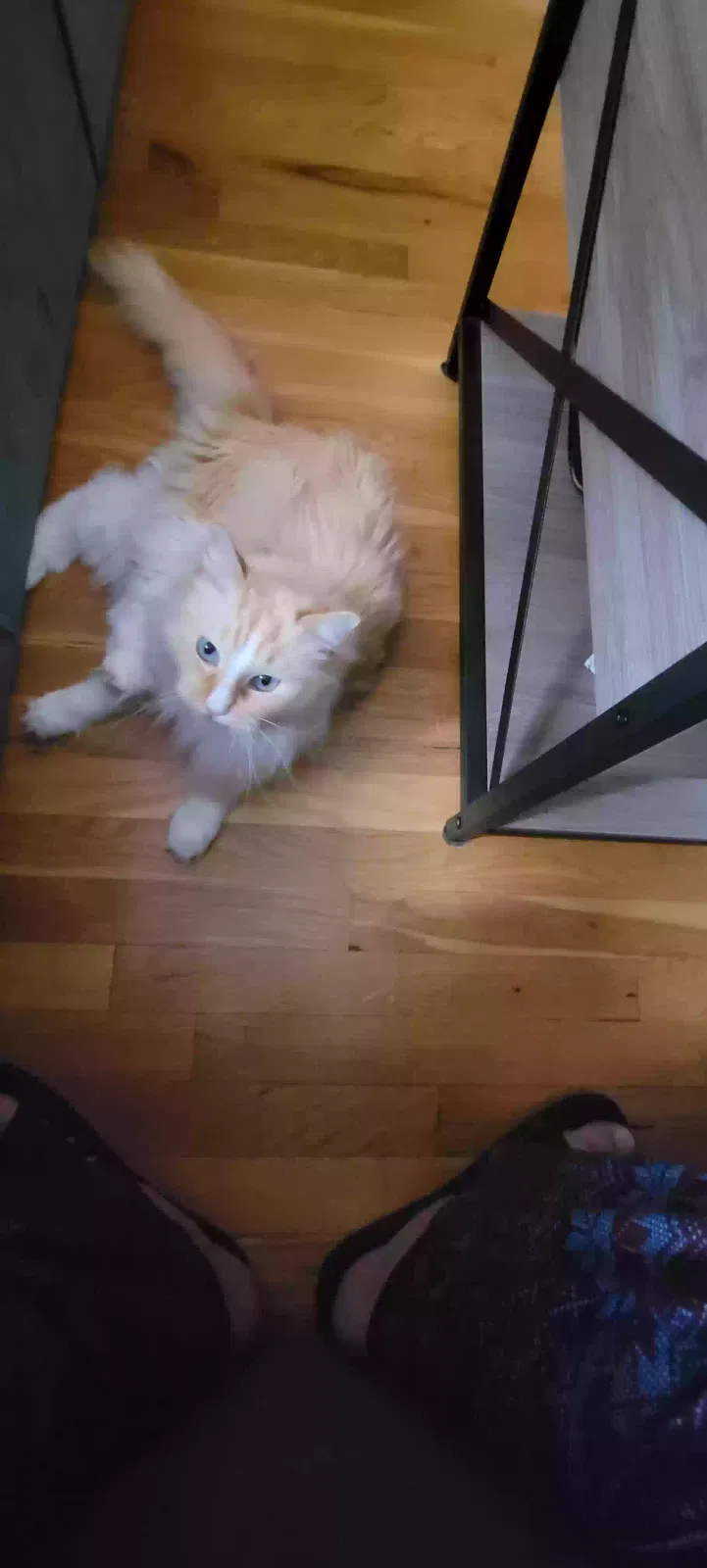 Sushi, Ragdoll Cat for adoption in Far Rockaway, NY, 11691
