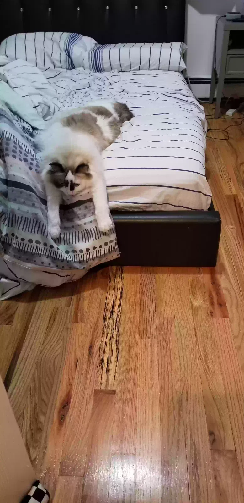Zeus, Ragdoll Cat for adoption in Far Rockaway, NY, 11691