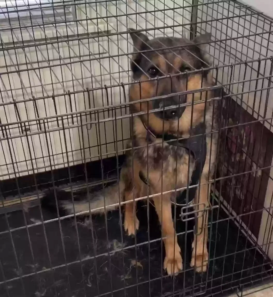 Dog, German Shepherd Dog for adoption in Ferdinand, IN, 47532
