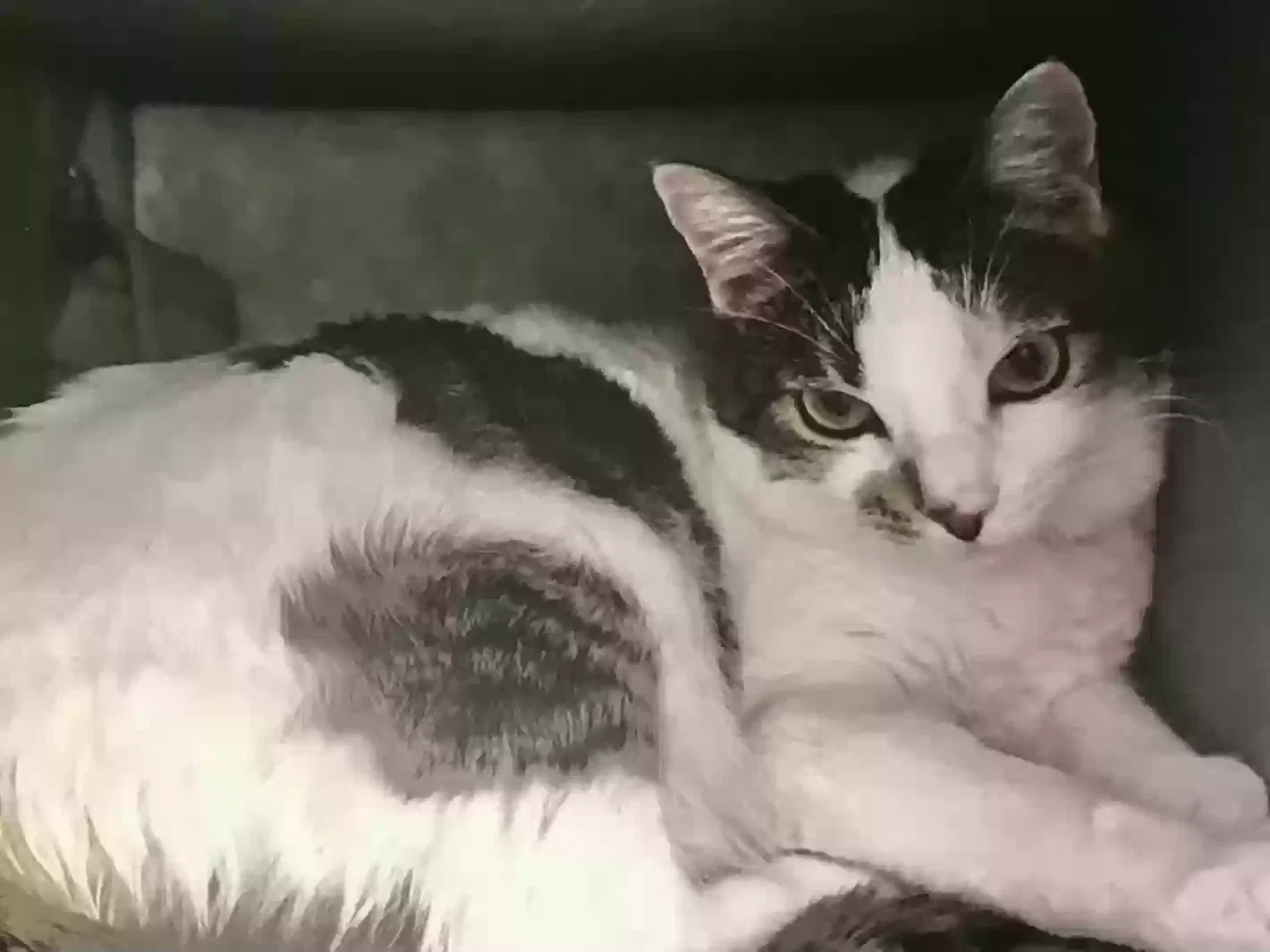 Coco Puff, Domestic Short Hair Cat for adoption in Lancaster, CA, 93535