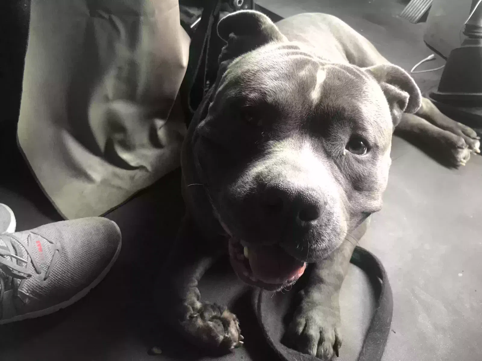 Kilo Ace Blalock, American Pitt bull Dog for adoption in Kathleen, GA, 31047