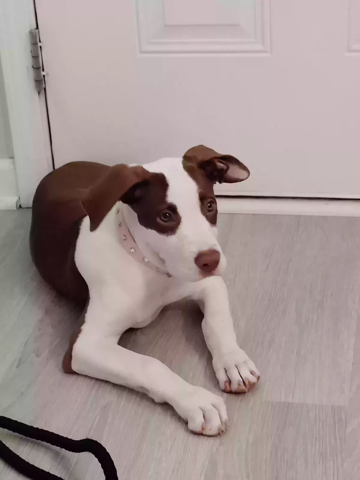 Dog, Pitbull Dog for adoption in Ellenwood, GA, 30294