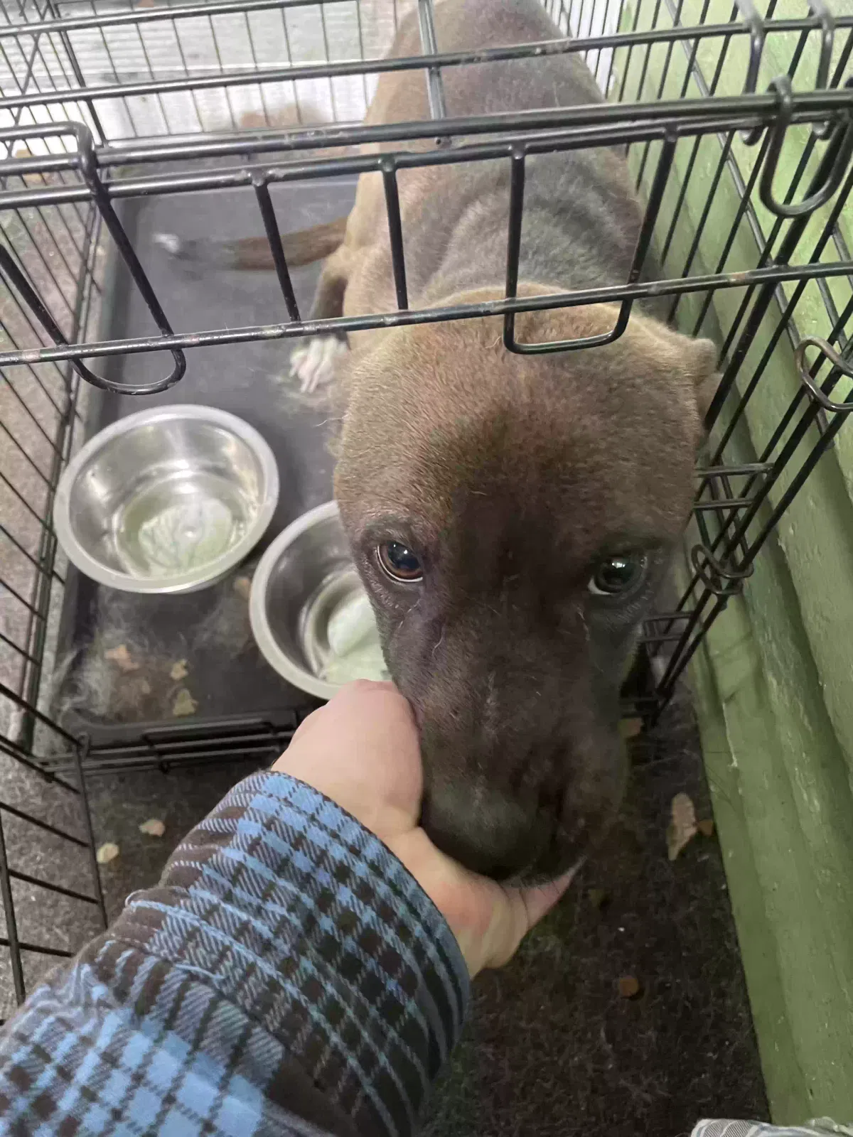 Drago, Unknown Dog for adoption in Belding, MI, 48809