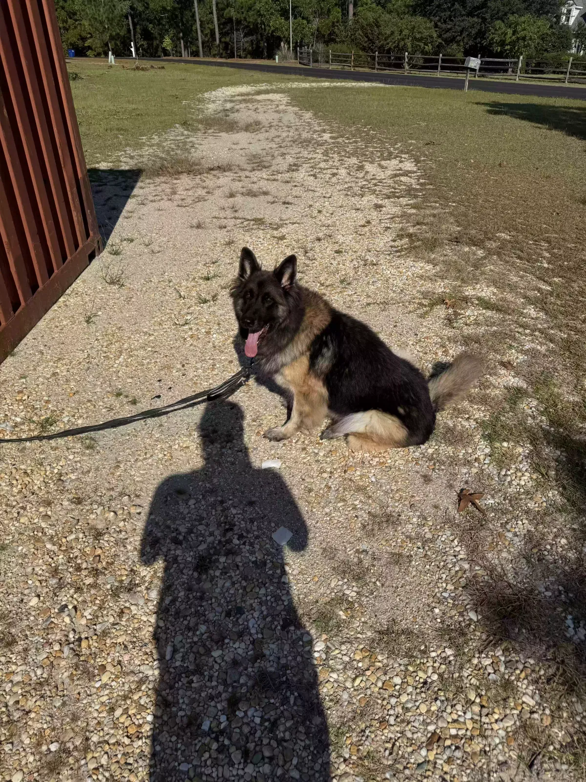 Bear, Long haired German Shepherd Dog for adoption in Fayetteville, NC, 28304