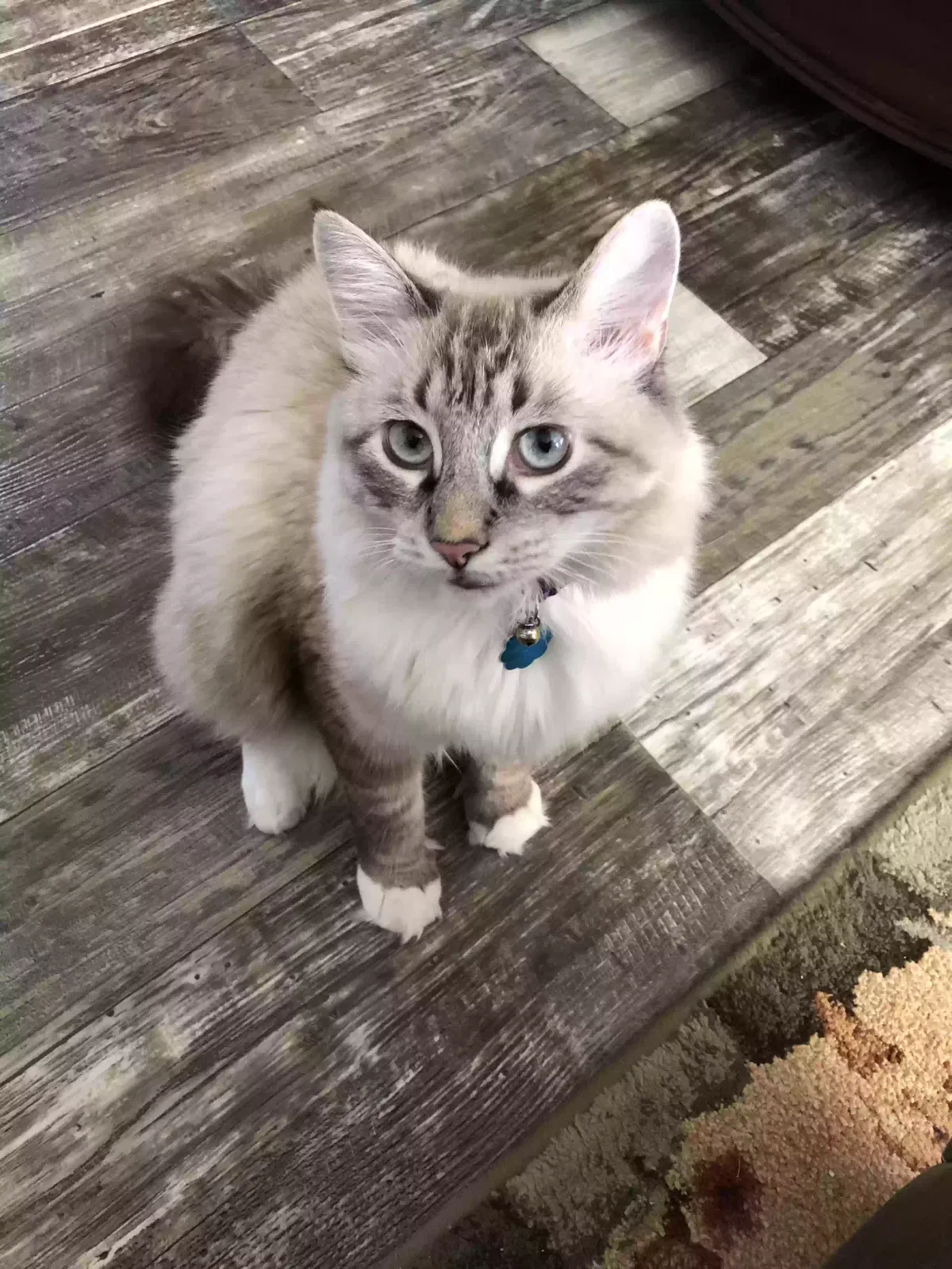 Squeaks, Unknown Cat for adoption in Granbury, TX, 76048