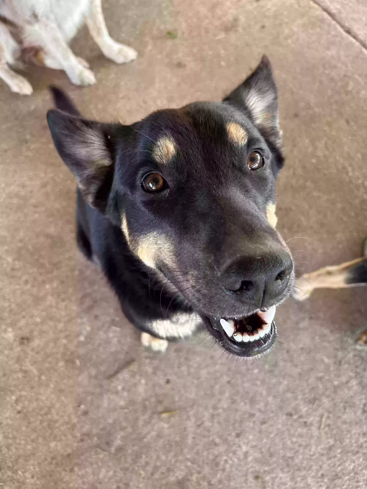 River, Aussie Kelpie Mix Dog for adoption in Waco, TX, 76707