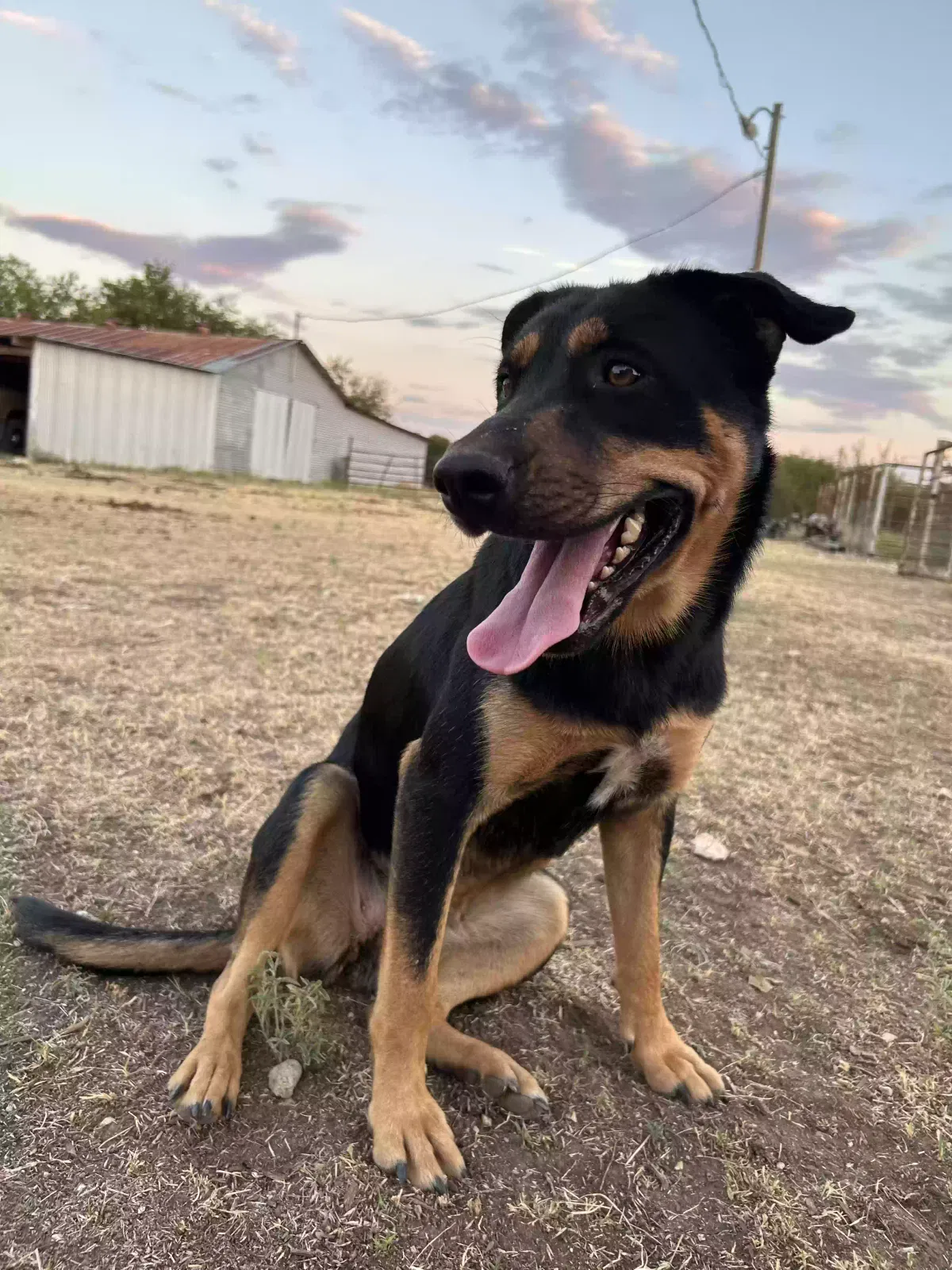 Dog, Australian Kelpie Mix Dog for adoption in Waco, TX, 76707