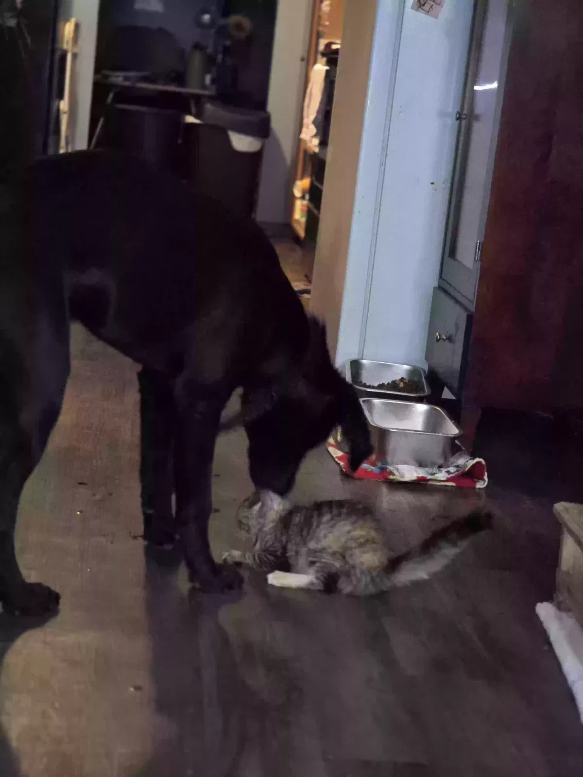 Forrest, Black lab Dog for adoption in Fosston, MN, 56542