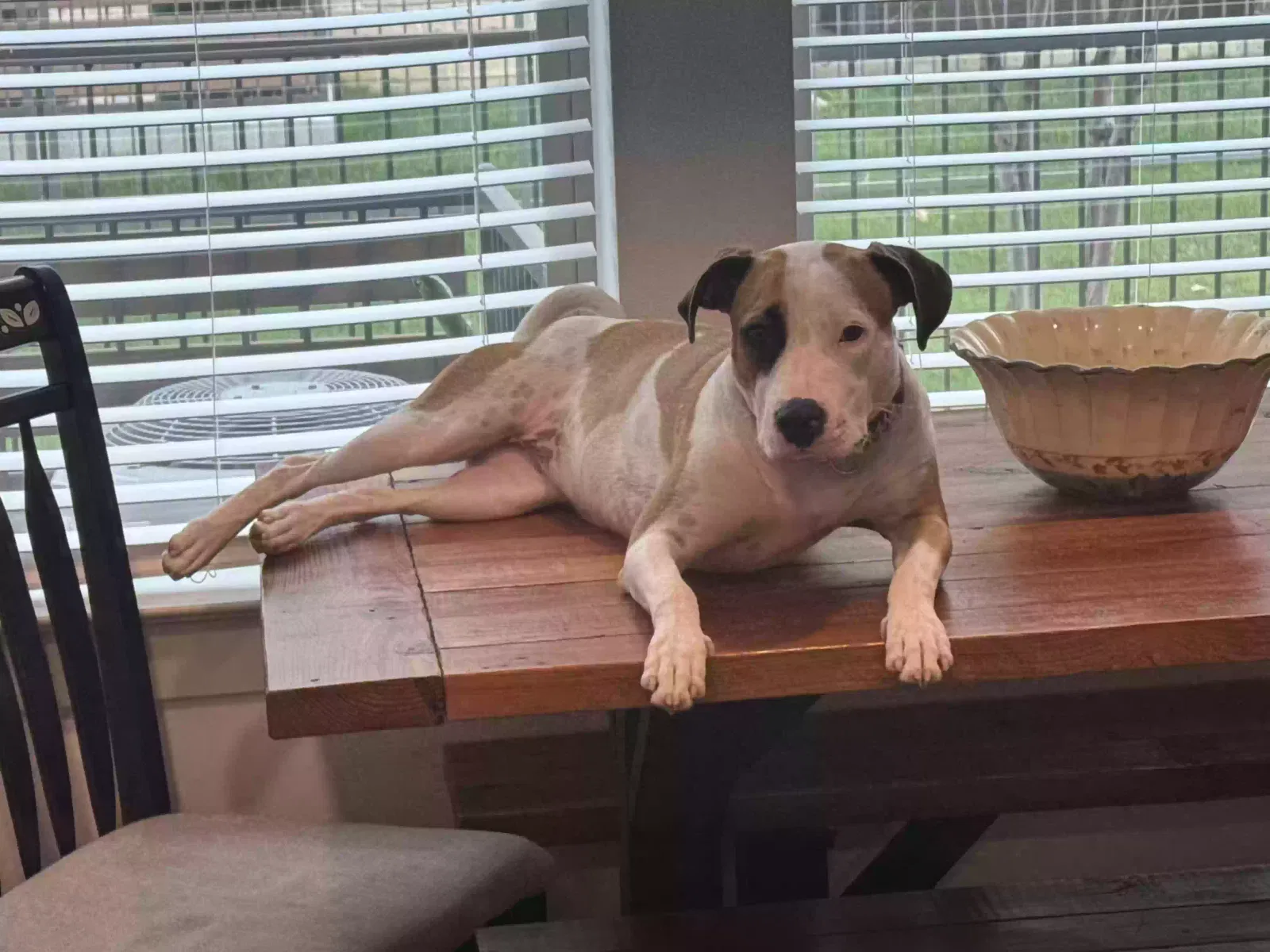 Dog, Terrier Mix Dog for adoption in Jacksonville Beach, FL, 32250