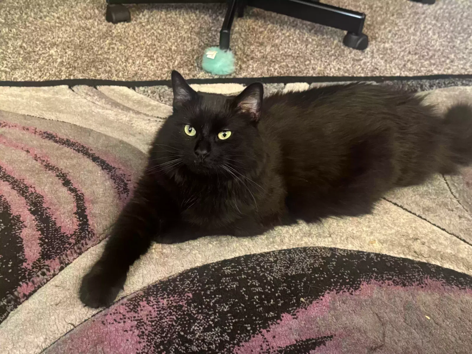 Bruno, Unknown Cat for adoption in Livonia, MI, 48152