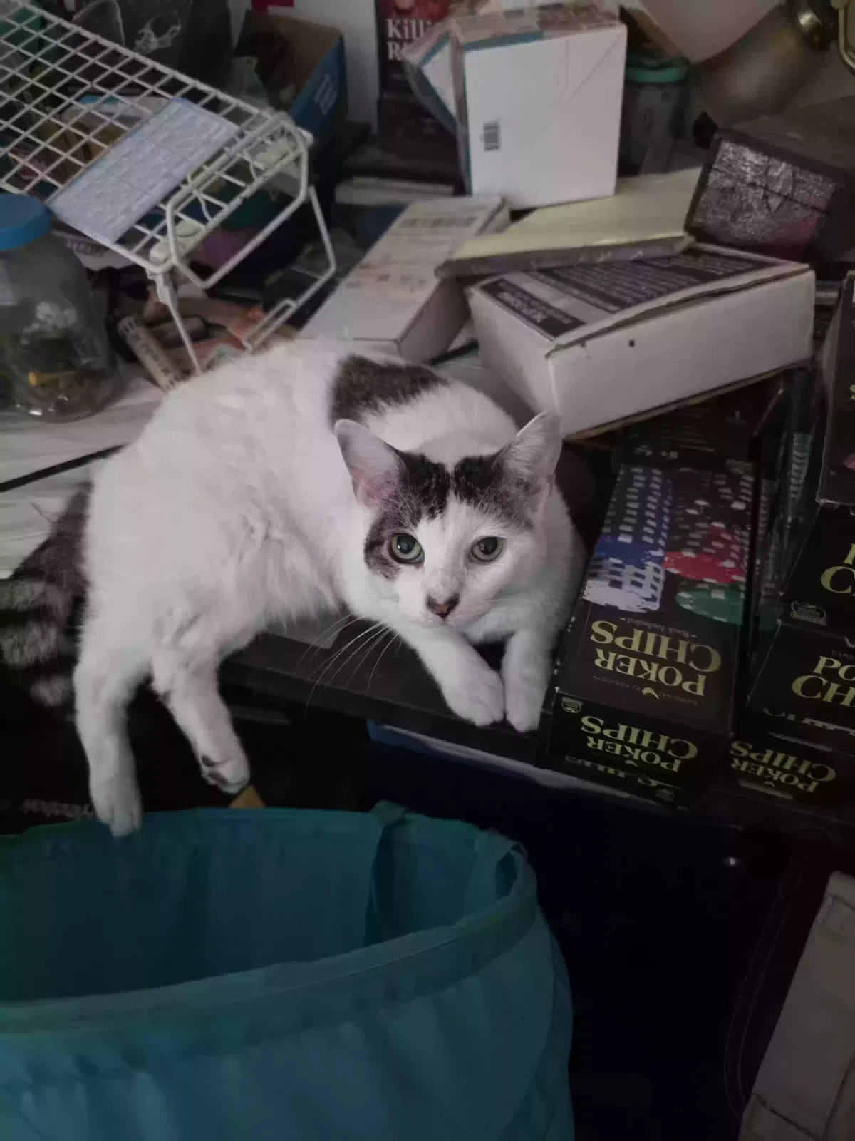 Mouse Mouse, Unknown Cat for adoption in Dale, TX, 78616