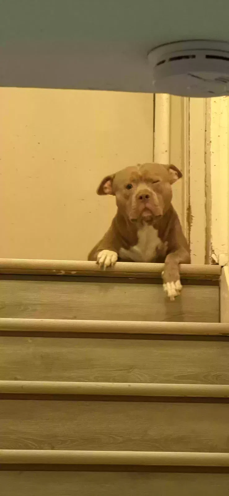 Dog, Unknown Dog for adoption in Denver, CO, 80221