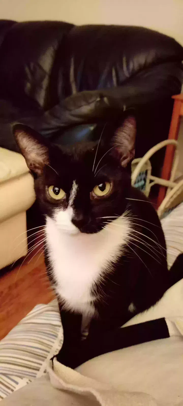 Little kitty, Unknown Cat for adoption in Opelika, AL, 36804