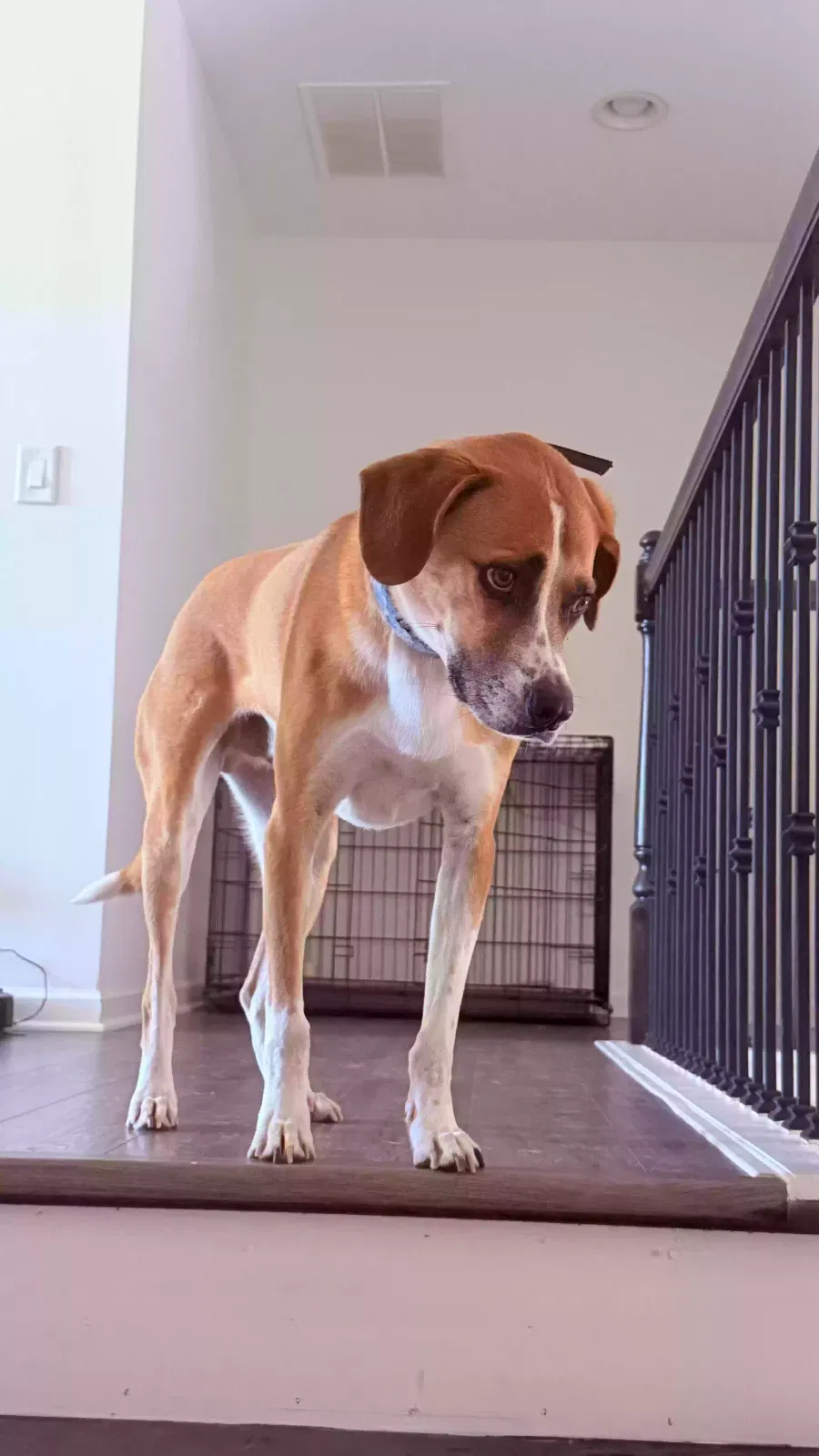Orbit, Beagador Dog for adoption in Cumming, GA, 30041