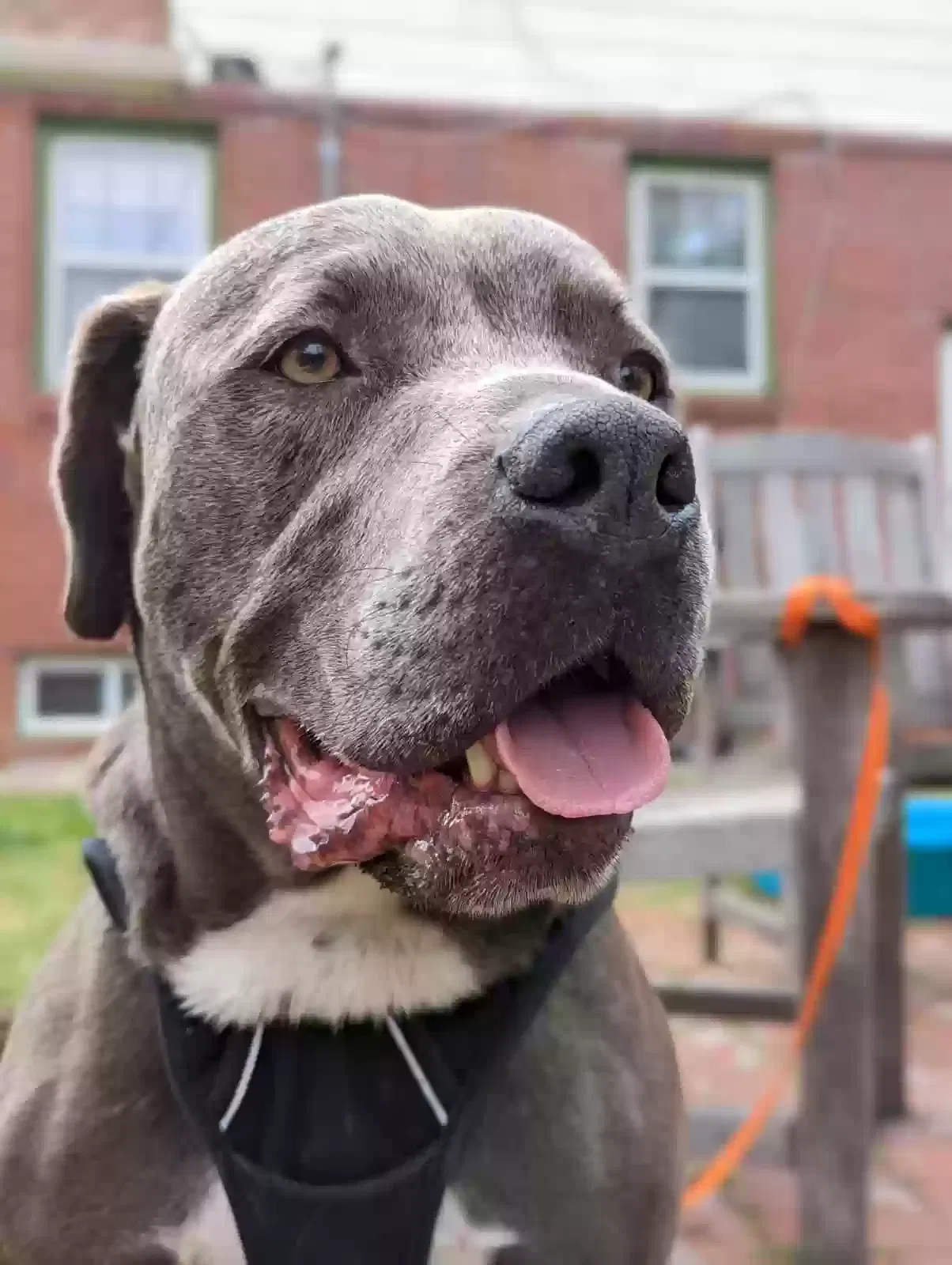 Tonka, Staffy x Lab Dog for adoption in Rosman, NC, 28772
