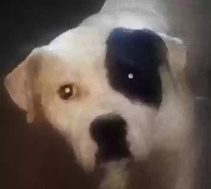 Roxanne, American pit bull Dog for adoption in Birmingham, AL, 35208