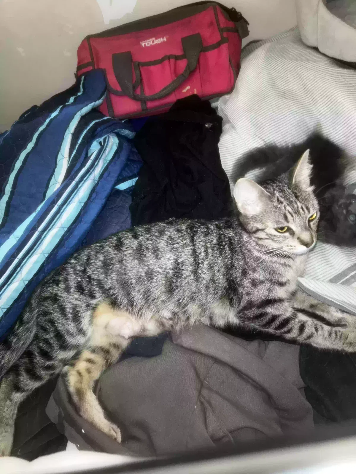 No names, Unknown Cat for adoption in Lithia Springs, GA, 30122