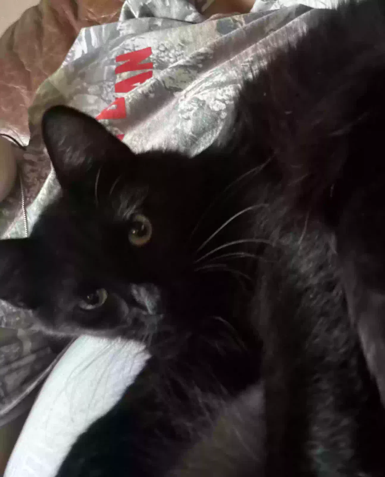 Voodoo, Unknown Cat for adoption in Kingwood, TX, 77339