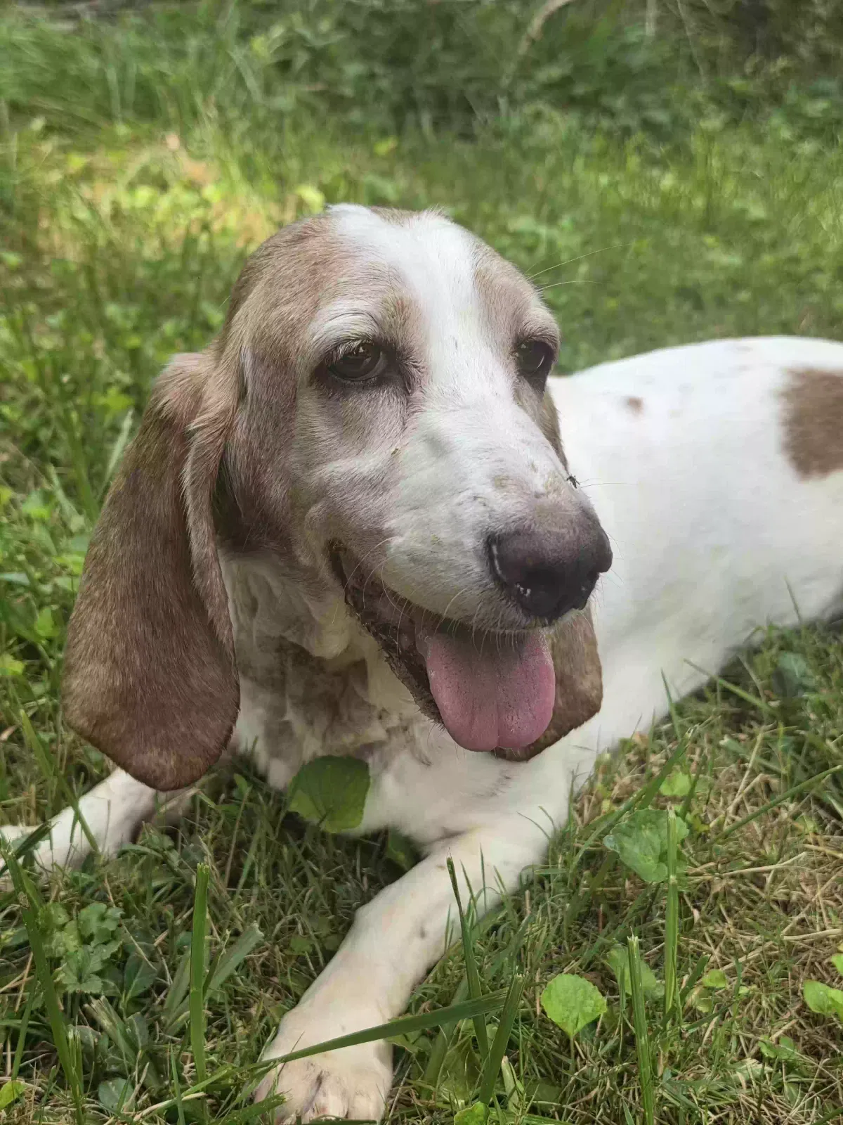 Daisy, Basset Dog for adoption in Batavia, OH, 45103