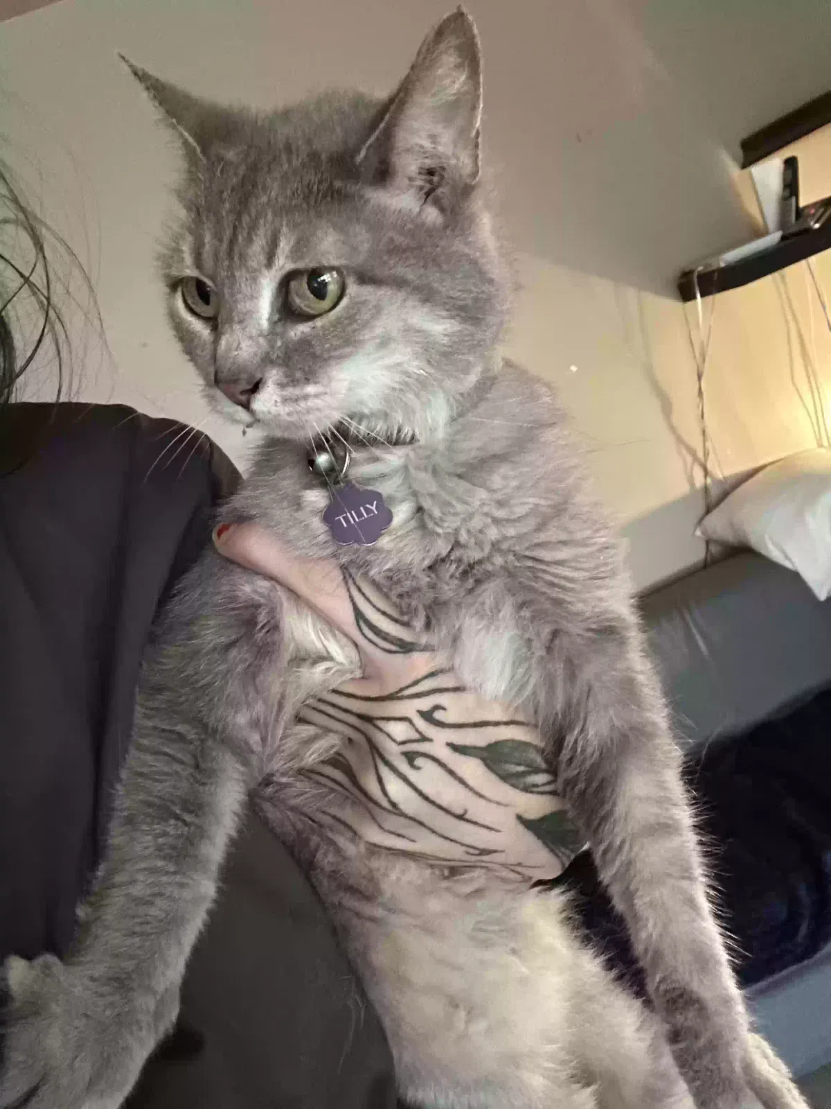 Tilly, Unknown Cat for adoption in Noblesville, IN, 46062