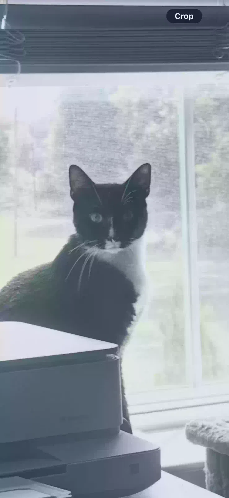 Cat, American shorthair (tuxedo) Cat for adoption in Jefferson, GA, 30549