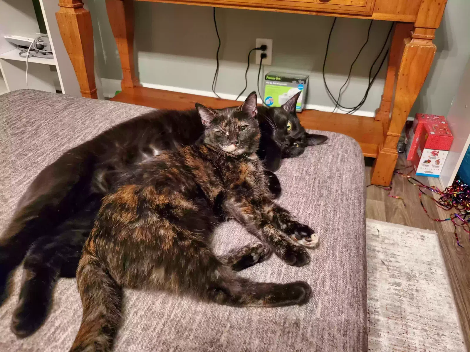 Eevee and Vulpix, Unknown Cat for adoption in Norcross, GA, 30093