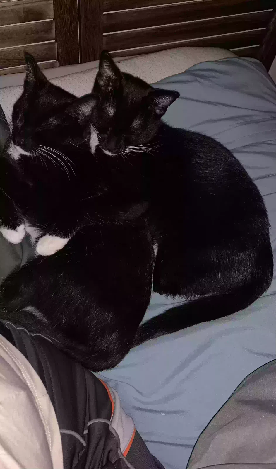 Cleo, Tuxedo Cat for adoption in Hemet, CA, 92544