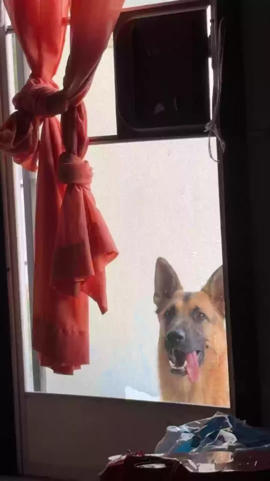 Ronaldo, German Shepard husky mix Dog for adoption in Bakersfield, CA, 93307