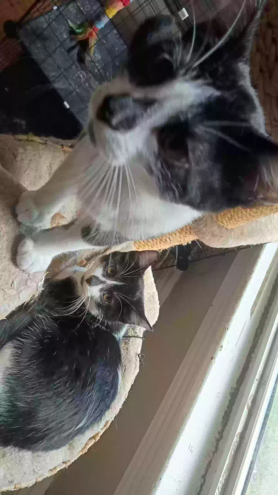 N/A, Unknown Cat for adoption in Grand Rapids, MI, 49503
