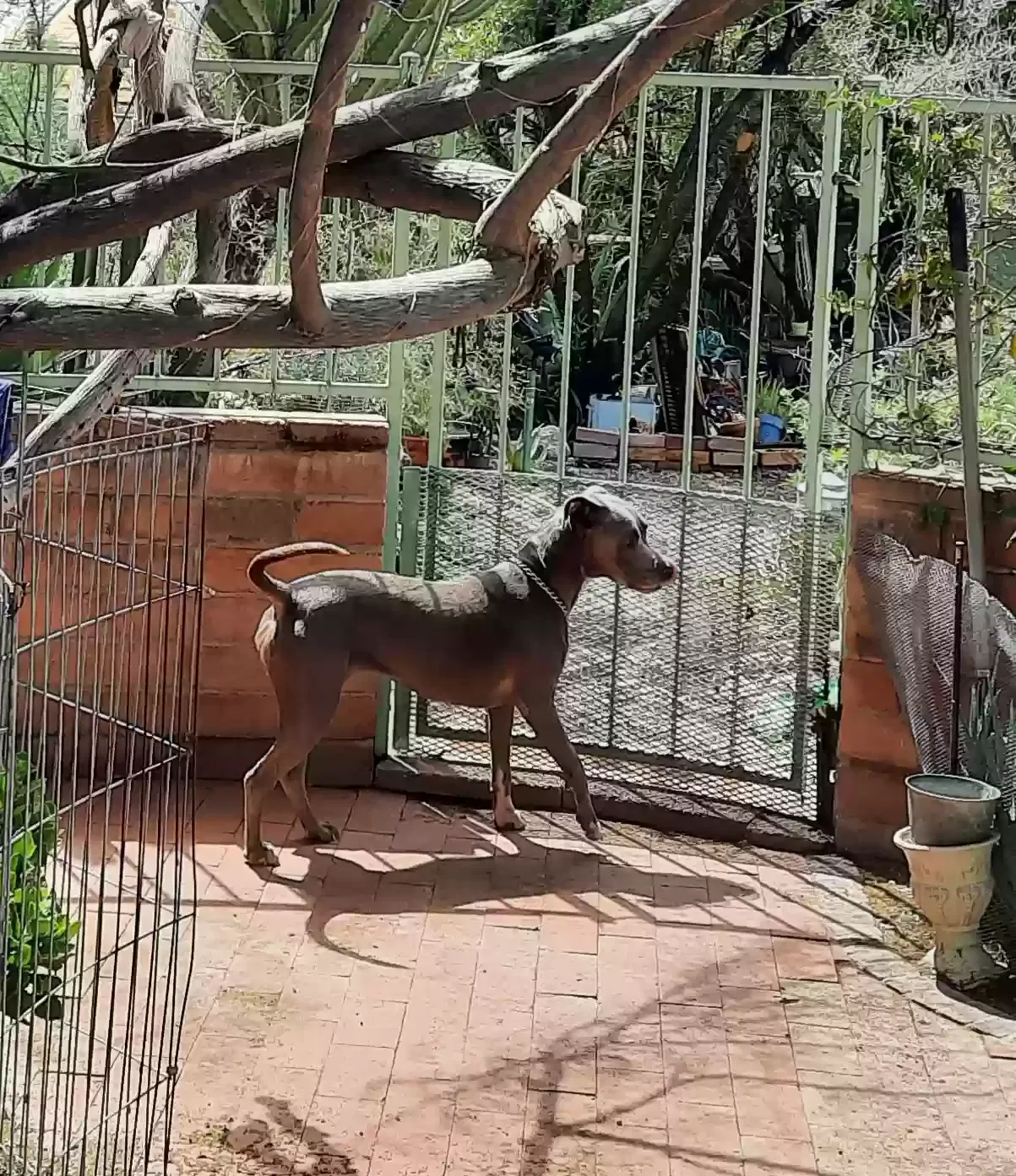Poppy, Pibull Dog for adoption in Tucson, AZ, 85742