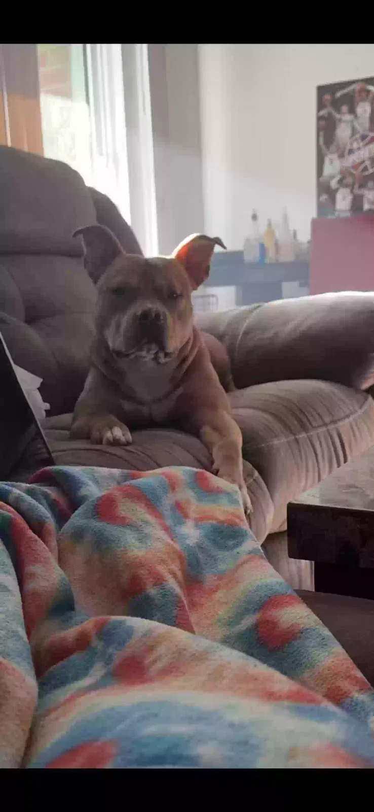 Tottie, American Bully Dog for adoption in Warren, MI, 48088