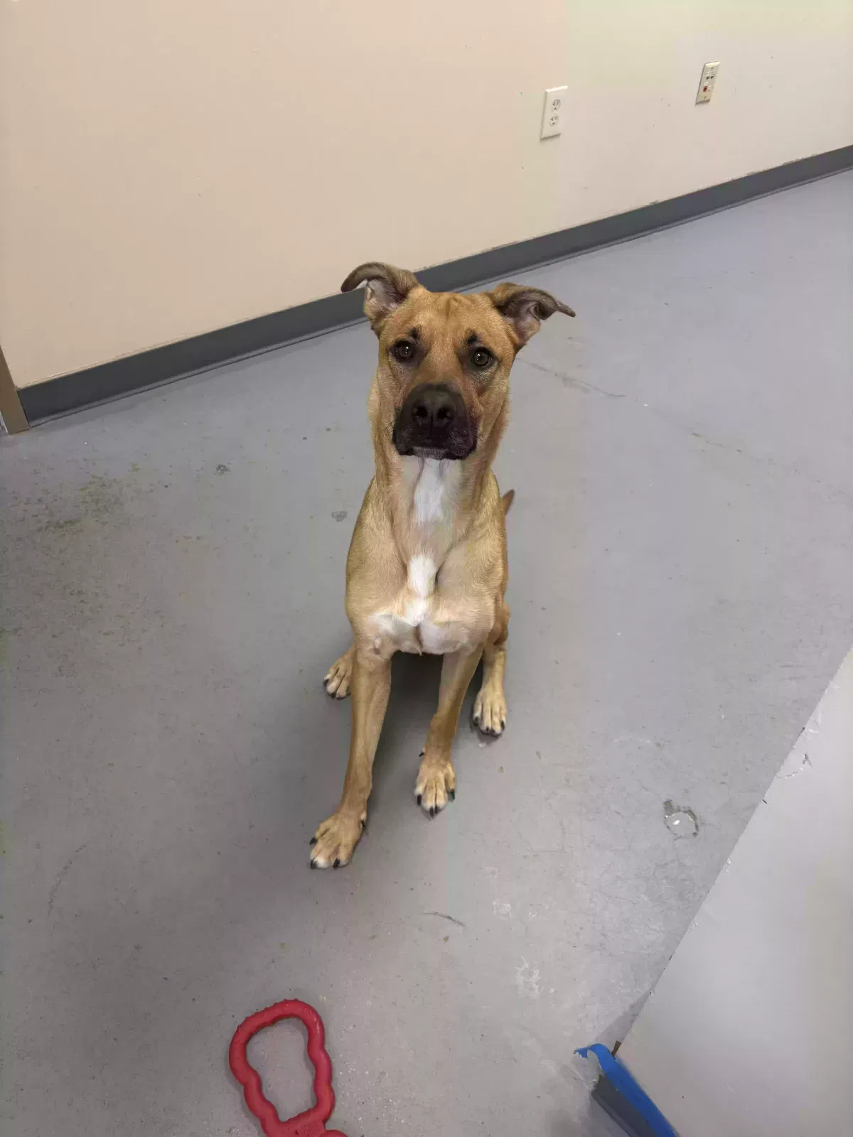 Dog, Unknown Dog for adoption in Dowagiac, MI, 49047