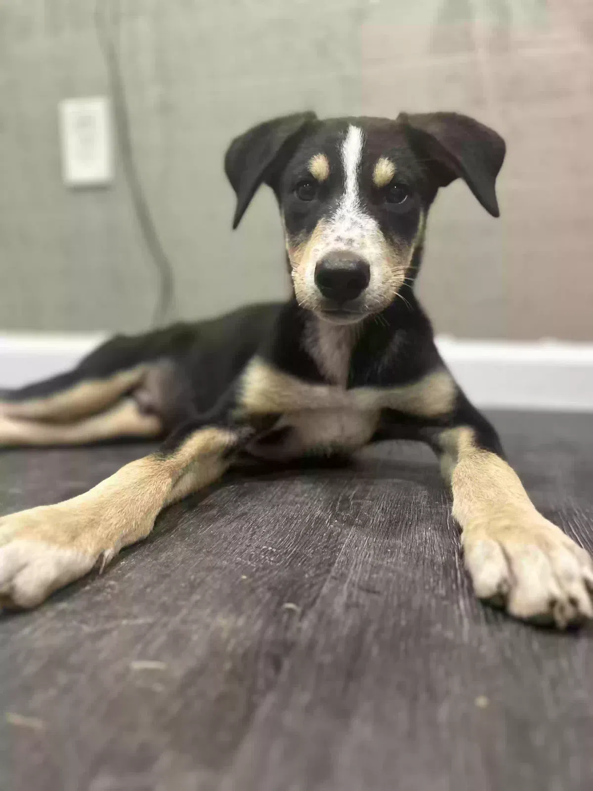 Butters, Unknown Dog for adoption in Woodstock, GA, 30188