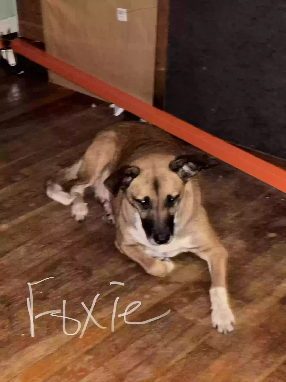 Foxie, Unknown Dog for adoption in Mobile, AL, 36618