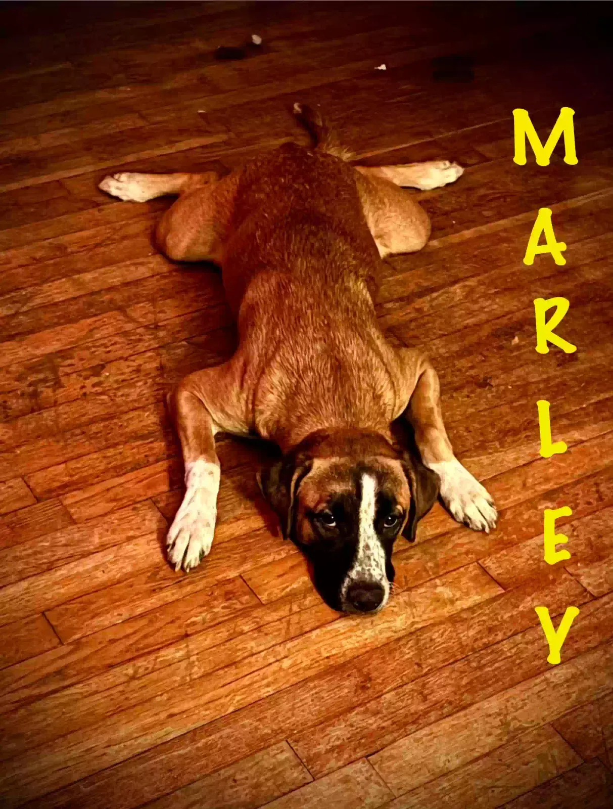Marley, Husky/pointer mix Dog for adoption in Mobile, AL, 36618