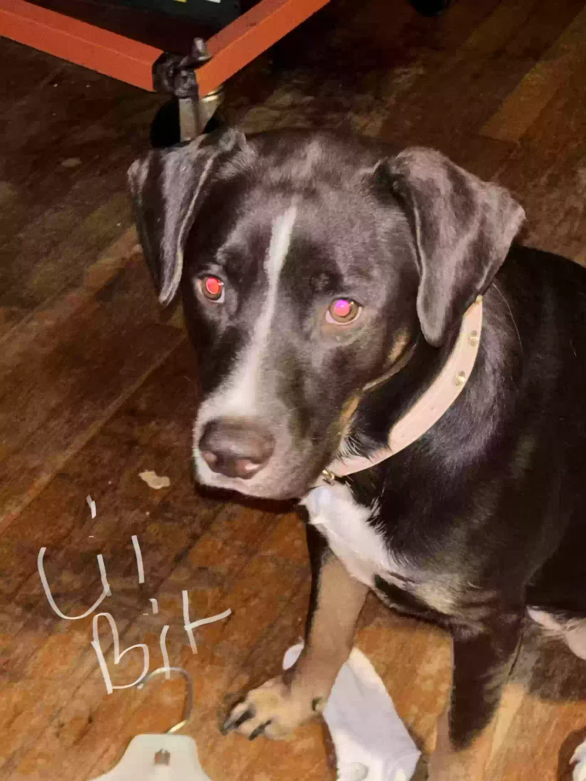 Lil Bit, Husky /pointer mix Dog for adoption in Mobile, AL, 36618