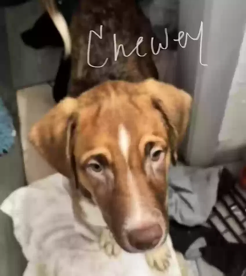 Chewy, Husky/ pointer mix Dog for adoption in Mobile, AL, 36618
