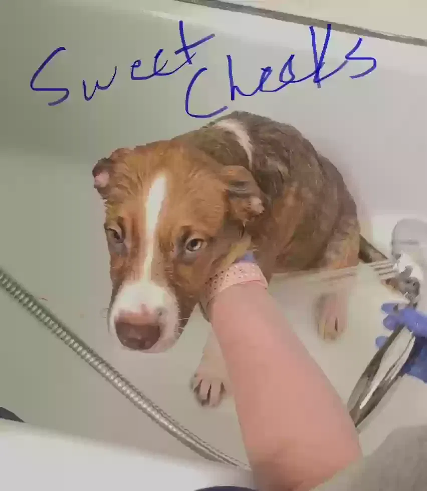 Sweet Cheeks, Husky/pointer mix Dog for adoption in Mobile, AL, 36618