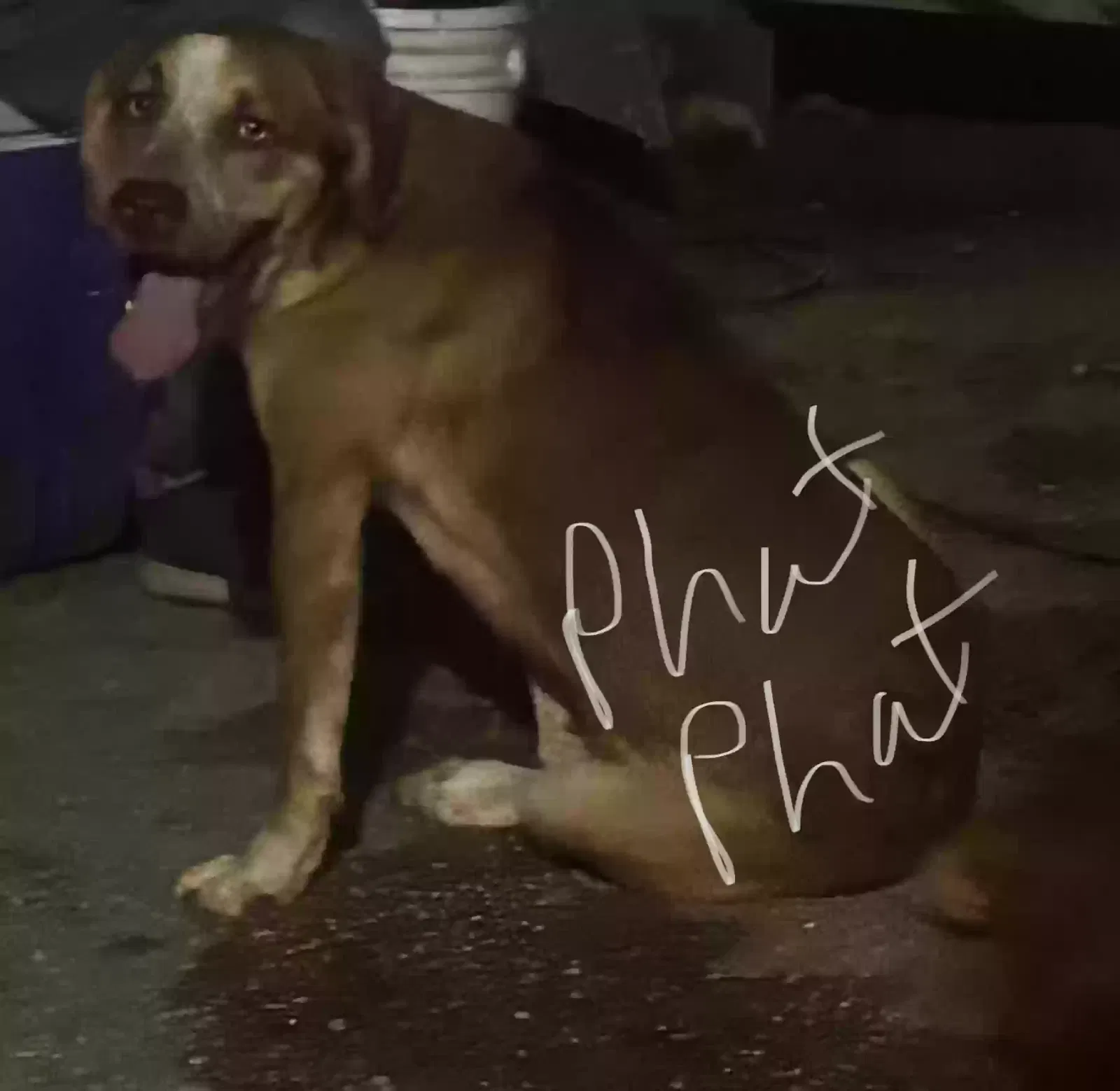 Phat Phat, Husky/pointer mix Dog for adoption in Mobile, AL, 36618