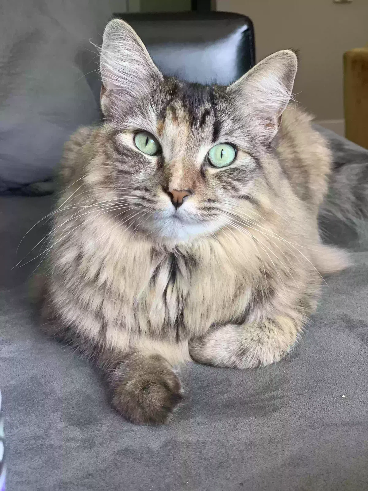 Cat, Medium long haired Cat for adoption in Seattle, WA, 98126