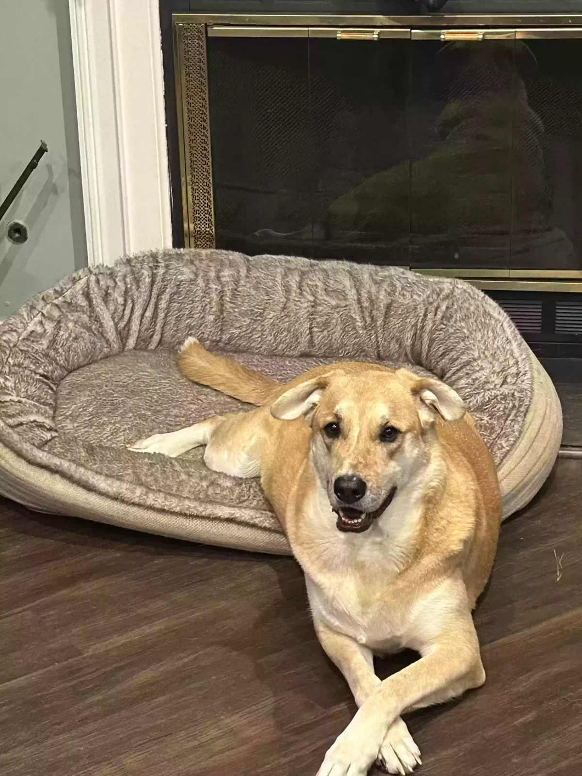 Charli, Labrador Dog for adoption in Kennesaw, GA, 30144