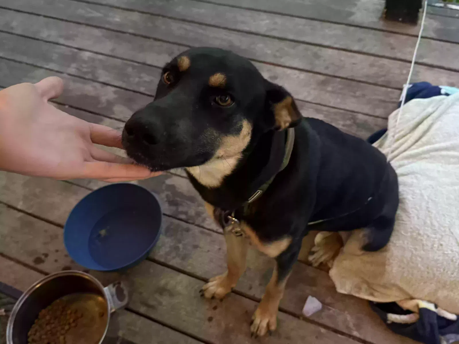 Benny, German shepherd/ Belgian Malinois Dog for adoption in Seaman, OH, 45679