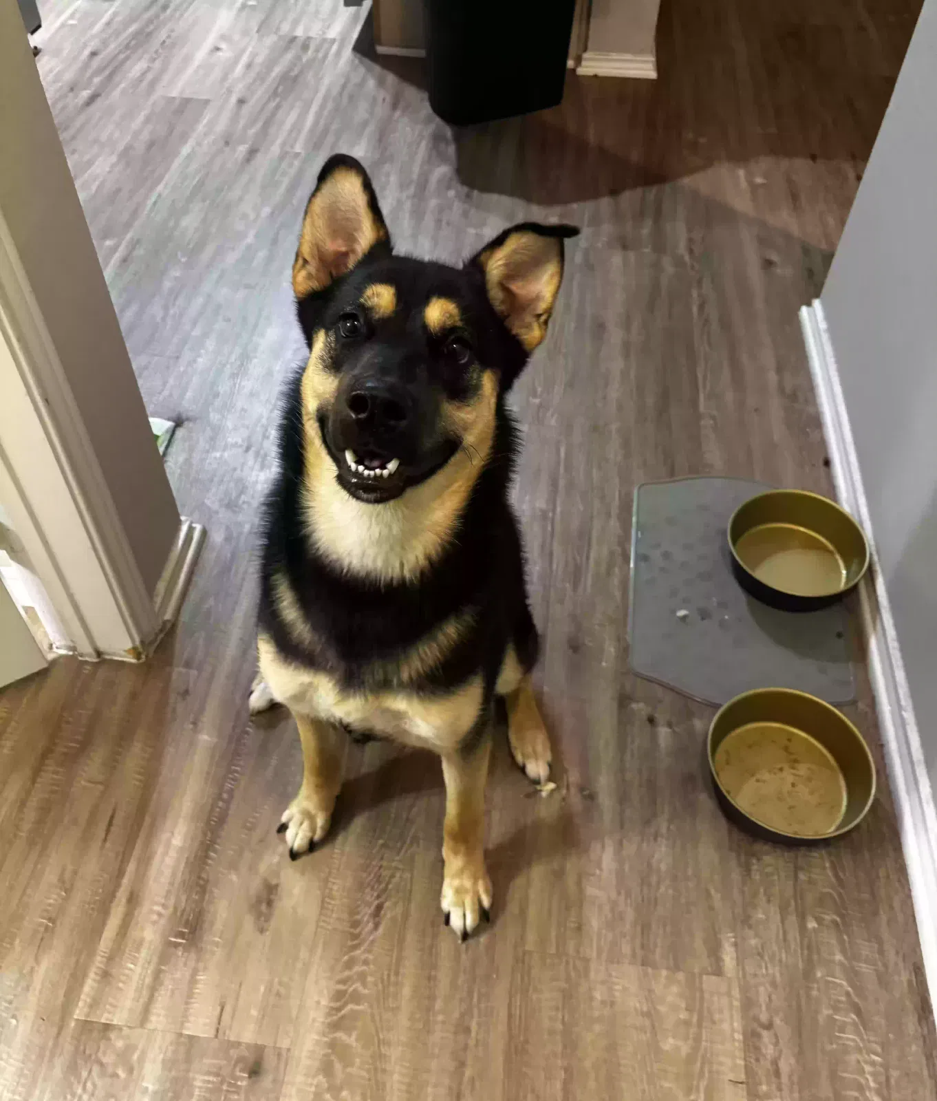 Onyx, Labsky Dog for adoption in Melissa, TX, 75454