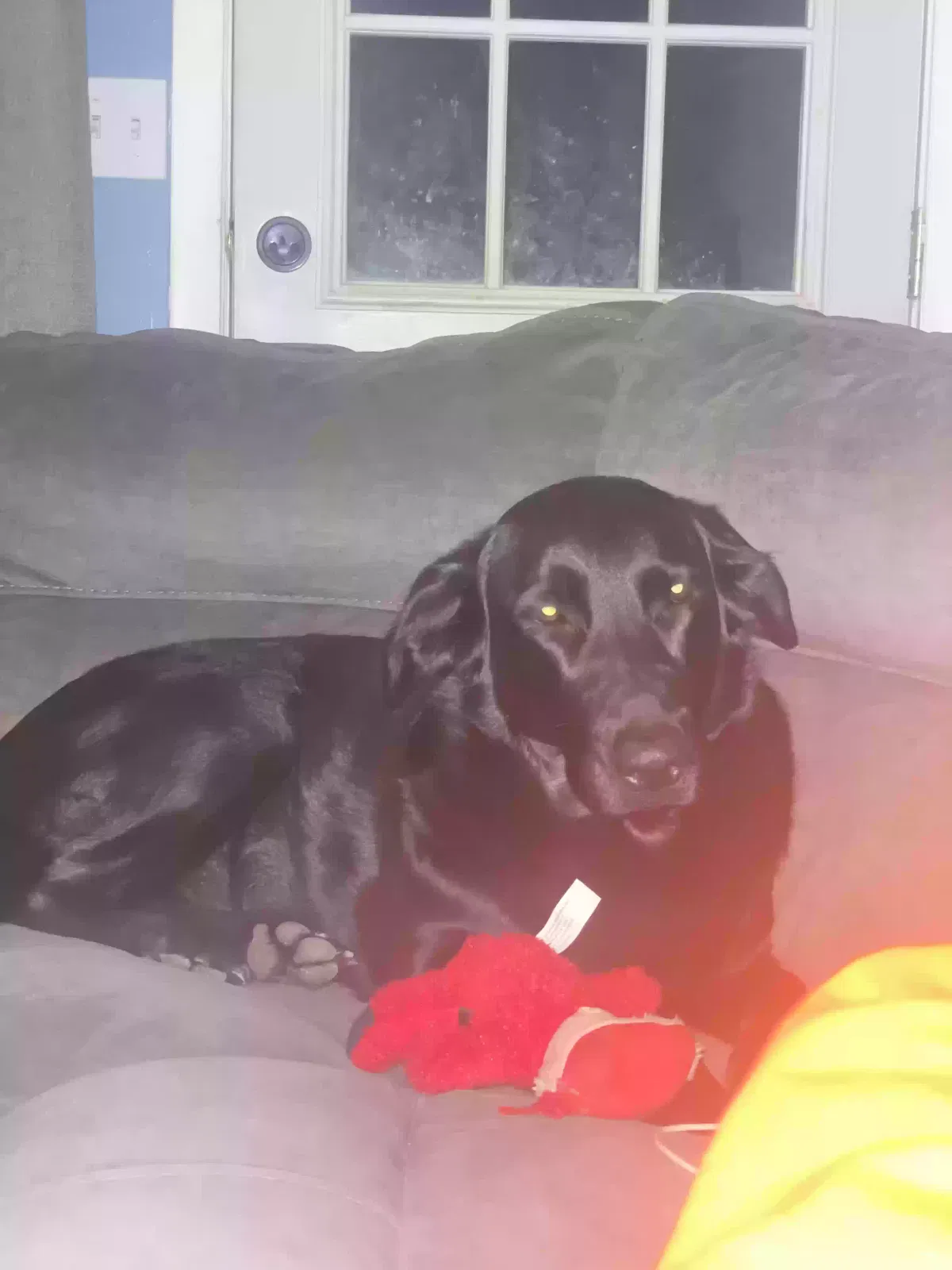 Tilly, German Shepard English lab mix Dog for adoption in Gowen, MI, 49326
