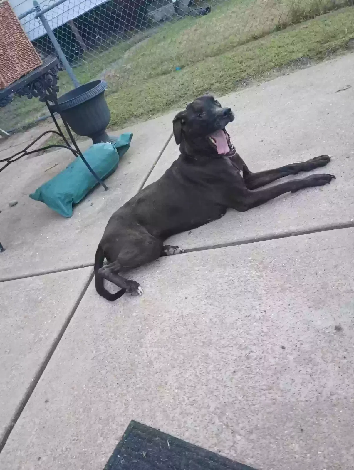 Jaxson Michael, Golden Retriever/lab mix Dog for adoption in Saint Louis, MO, 63116