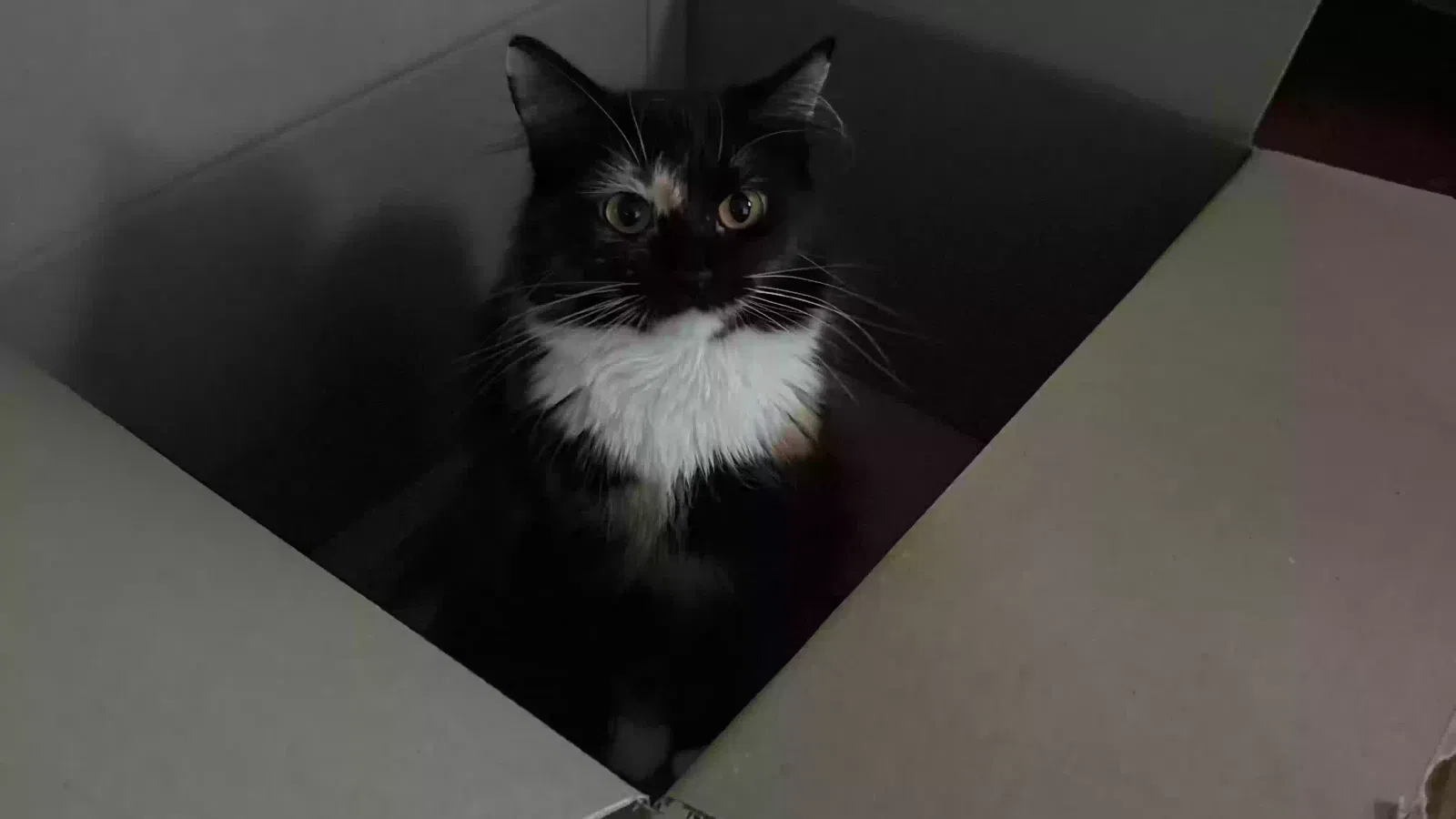 Roxy, Long hair Cat for adoption in Snellville, GA, 30078